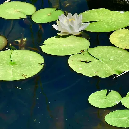 ヴィラ Casa Do Faial - *