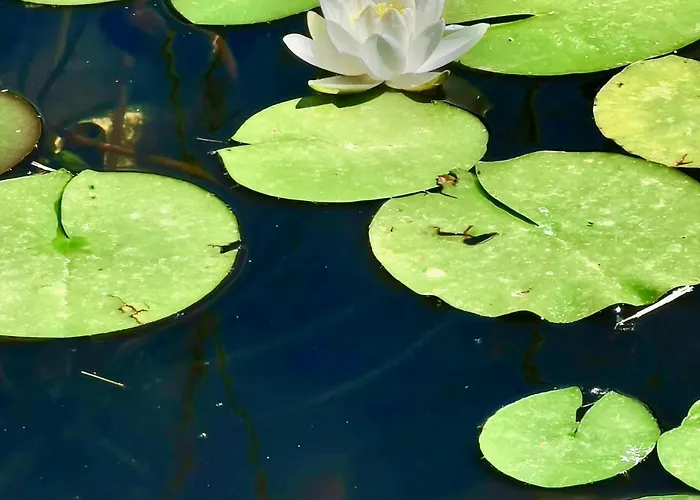 Vila Casa Do Faial - *